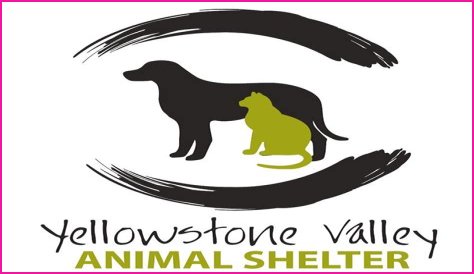 Discover The Heart Of Animal Welfare: Unveiling Yellowstone Animal Shelter